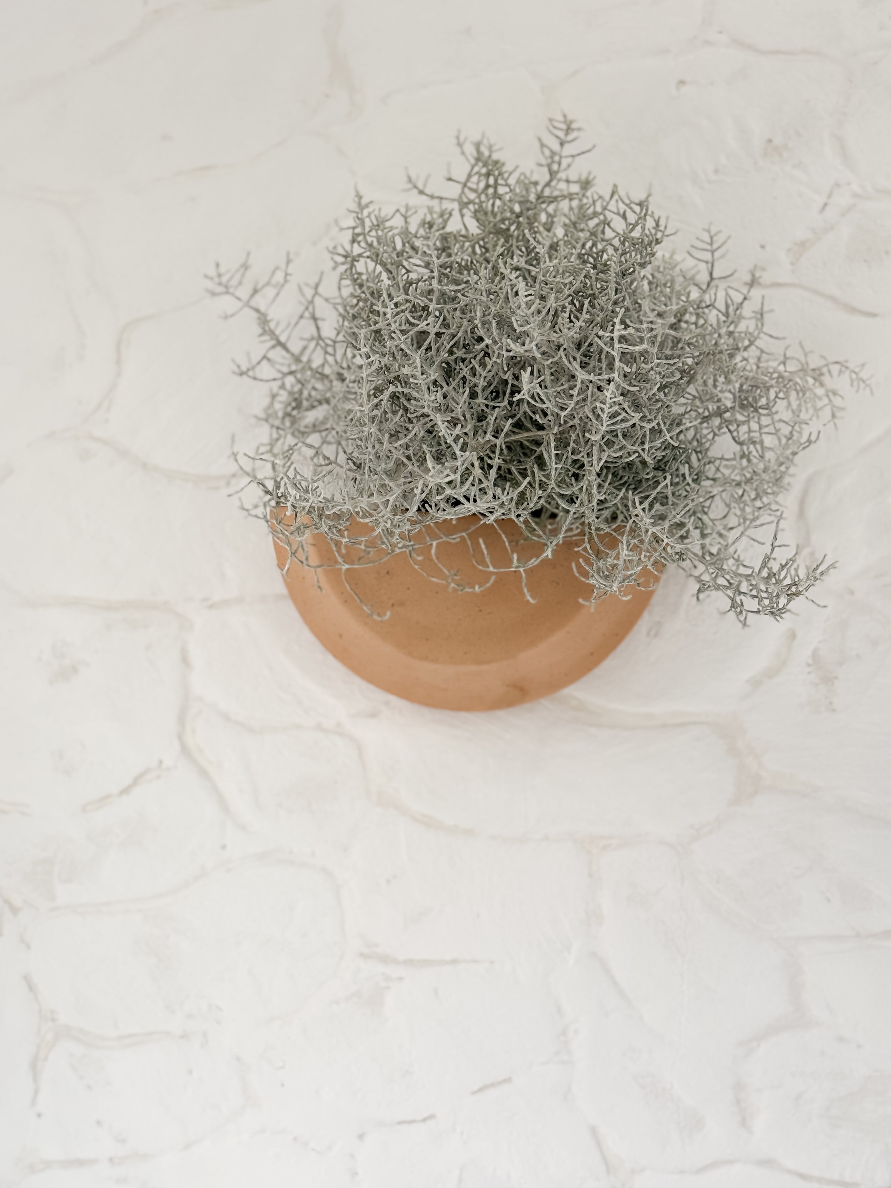 half wall planter indoor Half Moon Wall Planter | Handmade Ceramic Wall Planter
