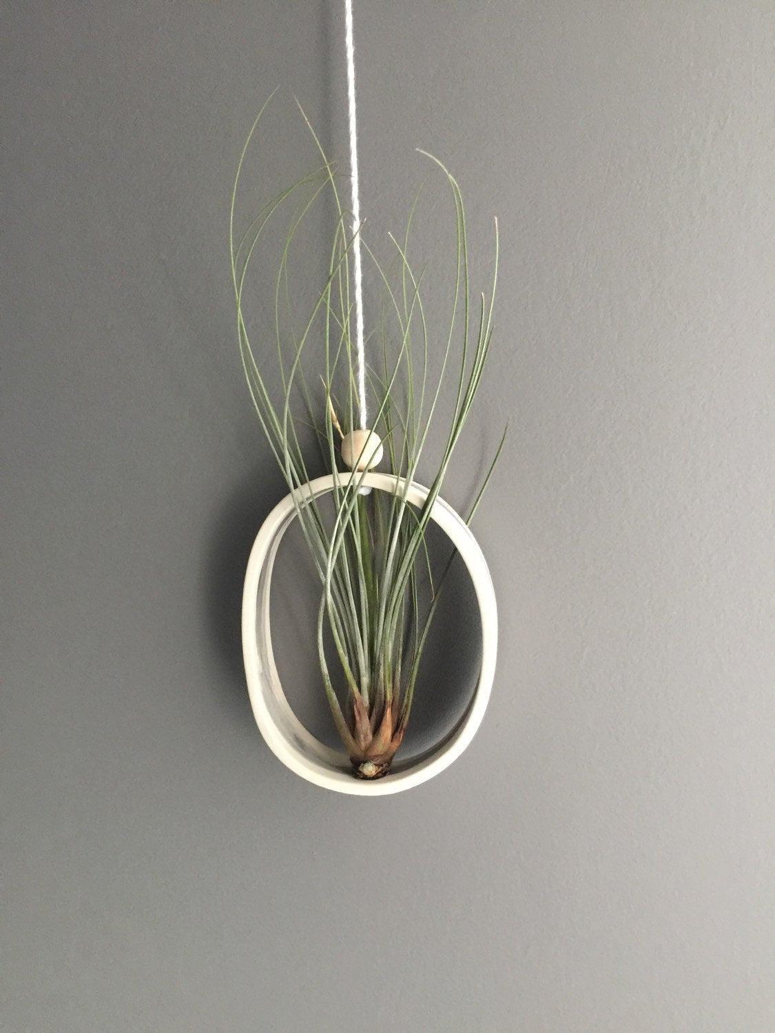 fred fancy ceramic mini air plant/succulent holder Elegant Ceramic Air Plant Holder