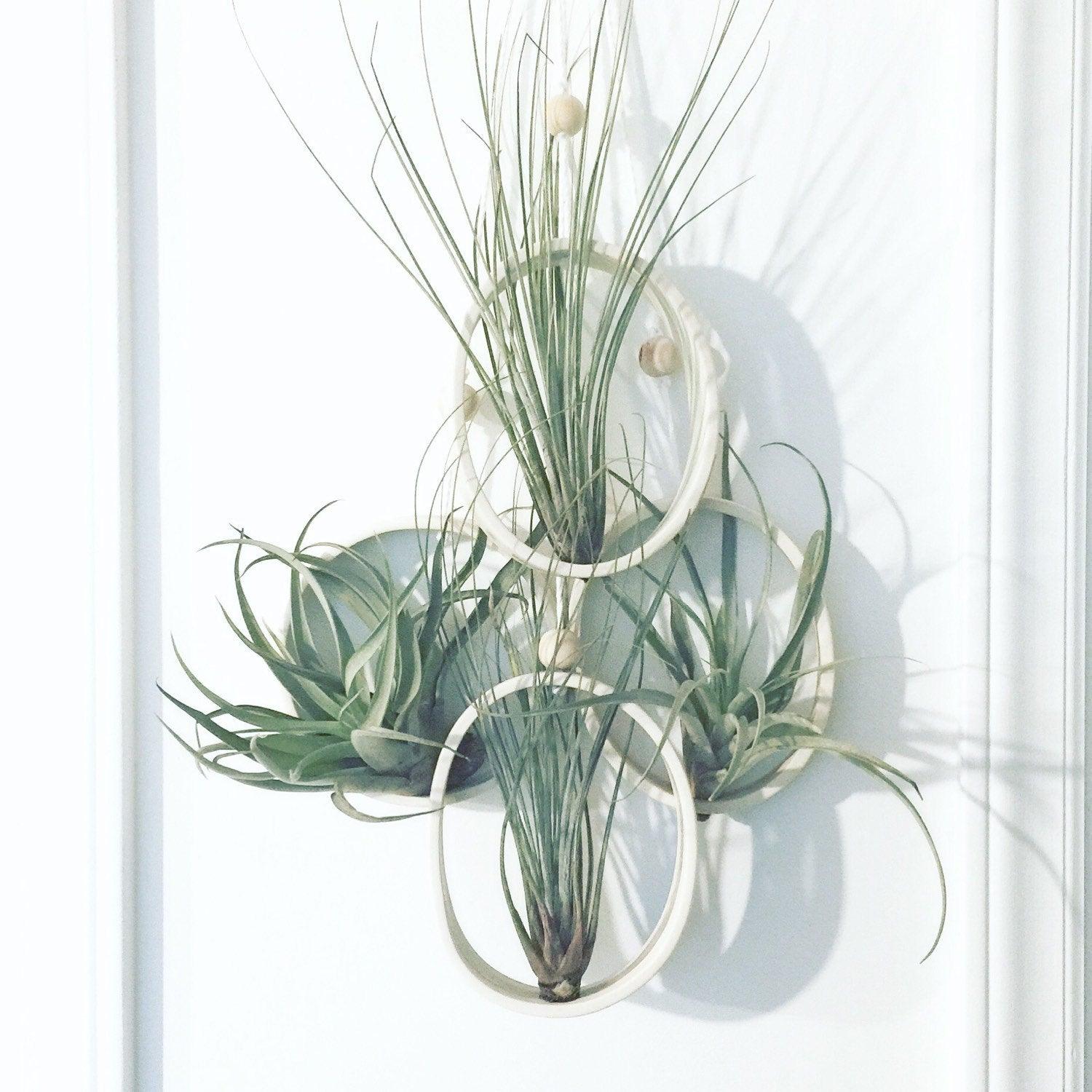air plants and holders Elegant Ceramic Air Plant Holder
