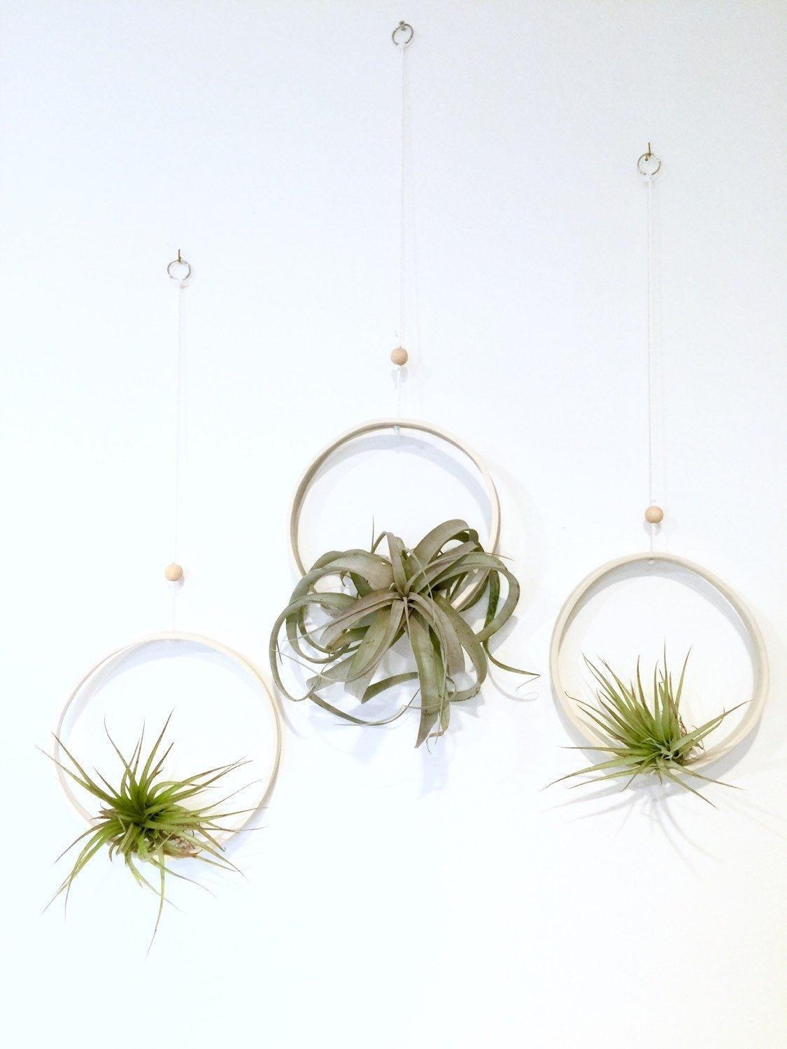 air plant cradle Air Plant Holder Ring | Handmade Wall Planter