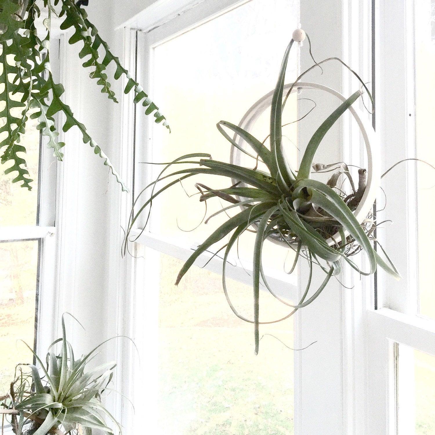 air plant holder for wall Air Plant Holder Ring | Handmade Wall Planter